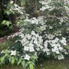 Cornus kousa 'Milky Way' - dřín japonský