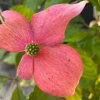 Cornus kousa 'Scarlet Fire'  - dřín japonský