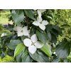 Cornus kousa 'Schmetterling' - dřín japonský