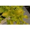 Cornus mas 'Aurea' - dřín obecný