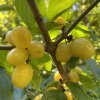 Cornus mas 'Flava' - dřín obecný