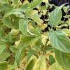 Cornus stolonifera 'Flaviramea' - svída výběžkatá
