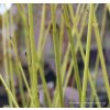 Cornus stolonifera 'Flaviramea' - svída výběžkatá