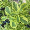 Cornus stolonifera 'Hedgerow's Gold' - svída výběžkatá
