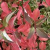 Cornus stolonifera syn.sericea 'Cardinal' - svída výběžkatá