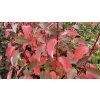Cornus stolonifera syn.sericea 'Cardinal' - svída výběžkatá