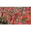Cornus stolonifera syn.sericea 'Cardinal' - svída výběžkatá
