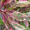 Cornus alba 'MIRACLE' - svída bílá