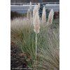 Cortaderia selloana 'Pumila' - pampas Selloův