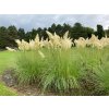 Cortaderia selloana 'White Feather' - pampas Selloův