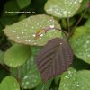 Corylopsis willmot. 'Spring Purple' - lískovníček