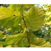 Corylus avellana 'Aurea' - líska obecná