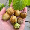 Corylus avellana 'Halská Obrovská' - líska obecná velkoplodá