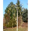 Corylus avellana 'Pendula' - líska obecná