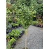 Corylus avellana 'Twister' kmínek - líska obecná