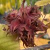 Corylus colurna 'Te-Terra Red' - líska turecká