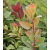 Cotinus coggygria 'Flame' - ruj vlasatá