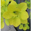Cotinus coggygria 'Golden Spirit' ® - ruj vlasatá