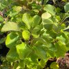 Cotinus coggygria 'Lemon Lady' - ruj vlasatá