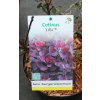 Cotinus coggygria 'Lilla'® - ruj vlasatá
