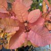 Cotinus x dummeri 'Grace' - ruj