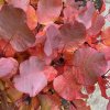Cotinus x dummeri 'Grace' - ruj