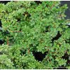 Cotoneaster buxifolius 'Nanus' - skalník