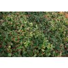 Cotoneaster dammeri - skalník dammerův