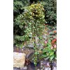 Cotoneaster dammeri kmínek - skalník dammerův