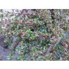 Cotoneaster horizontalis 'Variegata' - skalník vodorovný