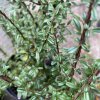 Cotoneaster microphyllus var. thymifolius - skalník drobnolistý