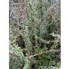 Cotoneaster microphyllus var. thymifolius - skalník drobnolistý