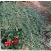 Cotoneaster salicifolius 'Parkteppich' - skalník vrbolistý