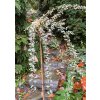 Cotoneaster suecicus 'Juliette' kmínek - skalník