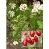 Crataegus chlorosarca 'Variegata' - hloh zelenomasý