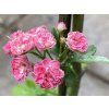 Crataegus laevigata 'Pink Corkscrew' - hloh obecný