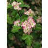 Crataegus monogyna 'Bicolor' - hloh jednosemenný