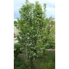 Crataegus monogyna 'Stricta' - hloh jednosemenný