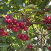 Crataegus succulenta 'Long Thorn' - hloh tlustotrnný