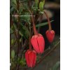 Crinodendron hookerianum - krinodendron