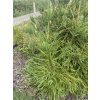 Cryptomeria japonica 'Araucarioides' - kryptomérie japonská