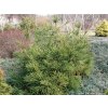 Cryptomeria japonica 'Araucarioides' - kryptomérie japonská