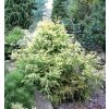 Cryptomeria japonica 'Barabits Gold' - kryptomérie japonská