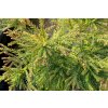 Cryptomeria japonica 'Broom' - kryptomérie japonská