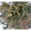 Cryptomeria japonica 'Cristata' - kryptomérie japonská