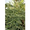 Cryptomeria japonica 'Dacrydioides' - krytomérie japonská