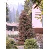 Cryptomeria japonica 'Elegans' - kryptomérie japonská