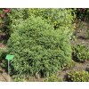 Cryptomeria japonica 'Globosa Nana' - kryptomérie japonská