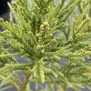 Cryptomeria japonica 'Gracilis' - kryptomérie japonská