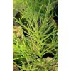 Cryptomeria japonica 'Gracilis' - kryptomérie japonská